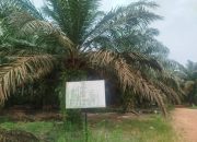 Bos Roti Ag Sulap HL Menjadi Perkebunan Sawit Ratusan Hektar,Satgas PKH Bongkar Sampai Tuntas!