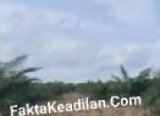 Diduga Kebun Sawit Di Kawasan Hutan Lindung Beriga milik Buyung Menantu Amen Warga Desa Trubus, Satgas PKH, Kejari Bangka Tengah, Kejati Babel hingga Kejagung Diminta Segera Usut Tuntas