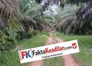 LAPOR PAK KEJAGUNG RI! KEJATI BABEL & SATGAS PKH DIDESAK SEGERA BERTINDAK Dugaan Kebun Sawit 160 Hektar di Hutan Lindung Batu Beriga Tak Bisa Dibiarkan.