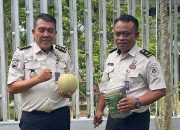 Bokashi Lapas Pangkalpinang Hasilkan 30 Kg Melon Madu dari Lahan Terbatas