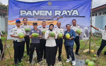 Khasiat Kompos Organik Lapas Pangkalpinang Terbukti, Panen Semangka Capai 231 Kilogram