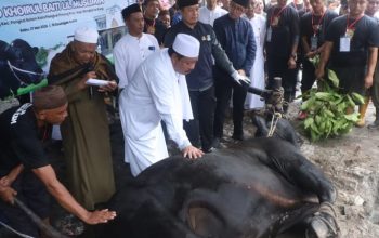 Wali Kota Pangkalpinang Apresiasi Bantuan Sapi Kurban Presiden Prabowo untuk Warga Ketapang