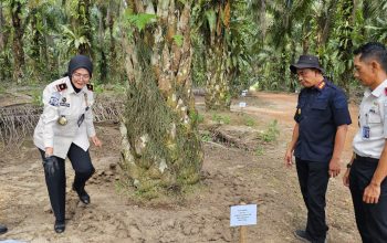 Lapas Pangkalpinang Uji Efektivitas Kompos FABA di Kebun Sawit Belitung