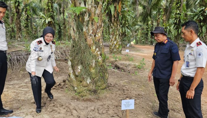 Lapas Pangkalpinang Uji Efektivitas Kompos FABA di Kebun Sawit Belitung