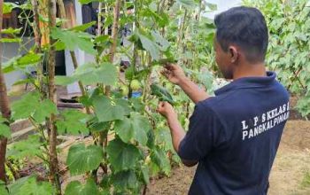Lapas Pangkalpinang Kembangkan Budidaya Mentimun Giok, Perkuat Pembinaan Kemandirian Warga Binaan