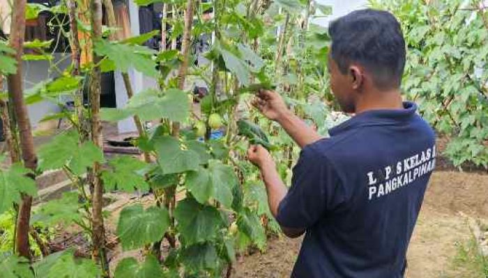 Lapas Pangkalpinang Kembangkan Budidaya Mentimun Giok, Perkuat Pembinaan Kemandirian Warga Binaan