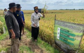 Kompos Lapas Pangkalpinang, Sukses  Uji Coba di Sawah Rias