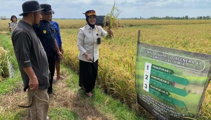 Kompos Lapas Pangkalpinang, Sukses  Uji Coba di Sawah Rias