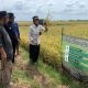 Kompos Lapas Pangkalpinang, Sukses  Uji Coba di Sawah Rias
